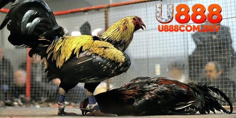 Mẹo chơi đá gà U888 hiệu quả là bạn cần quan sát kỹ chiến kê để cược