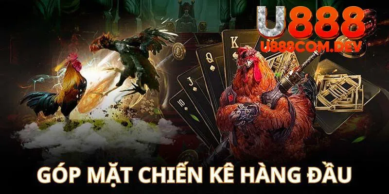 Các trận đá gà U888 có sự góp mặt của đa dạng những giống gà độc đáo