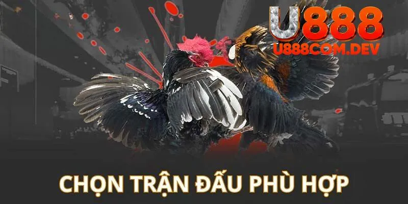 Các thông tin đầy đủ giúp bạn dễ lựa được trận đá gà U888 mà mình tâm đắc